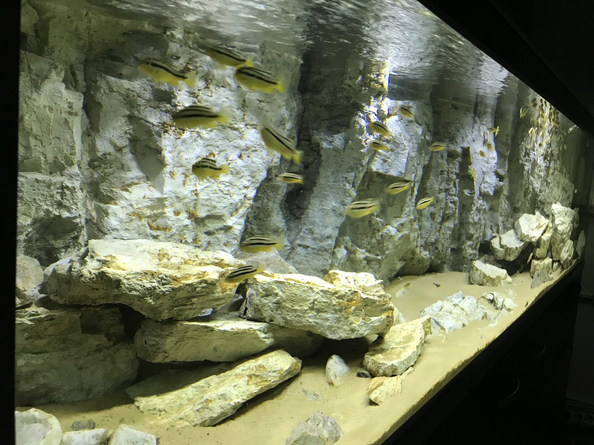 G MODELS - SLIM ROCKY MODELS 3d backgrounds for aquariums aquadecor decorations for fish tank