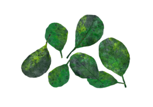 Fallen green leaves for aquarium artificial decorations that are realistic for luxury fish tanks aquascaping aquadecor shop d 35